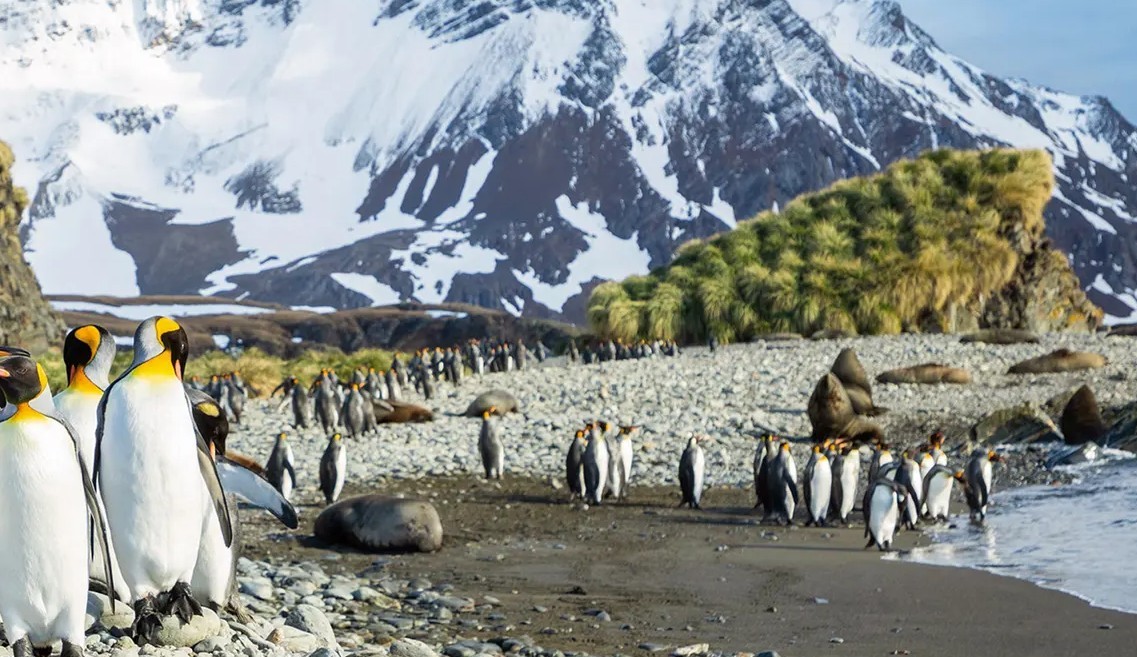 Expedition Antarctica: Highlights First Hand – 21 Days