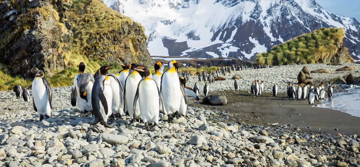 Expedition Antarctica: Highlights First Hand – 23 Days