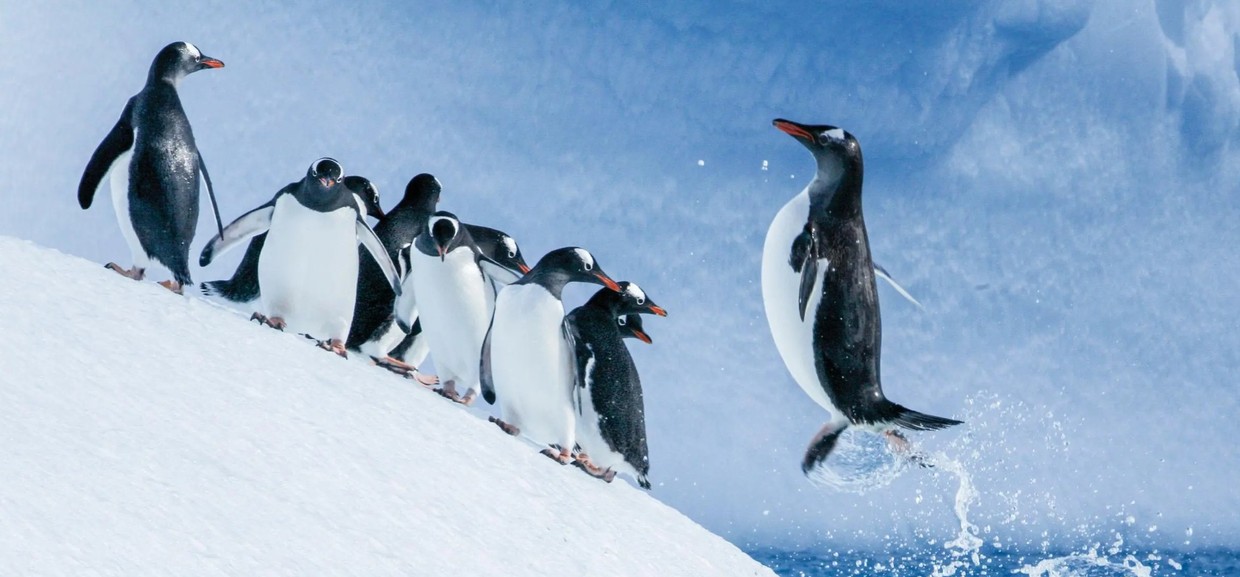 Antarctica Direct: Fly the Drake Passage 10-Day