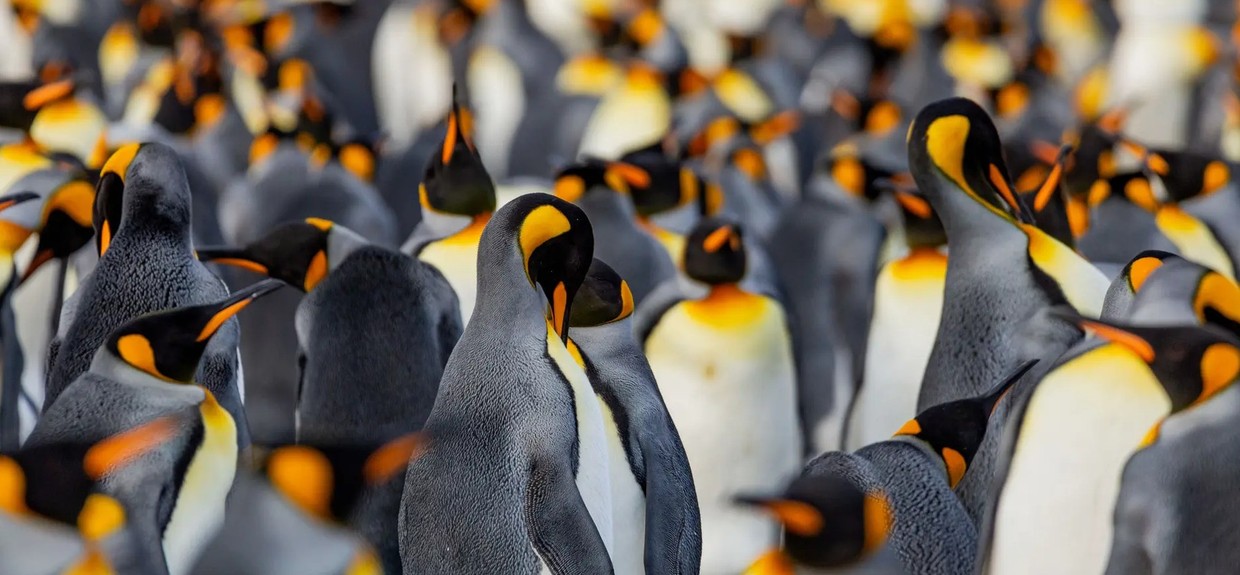 Expedition Antarctica: South Georgia and Antarctic Peninsula