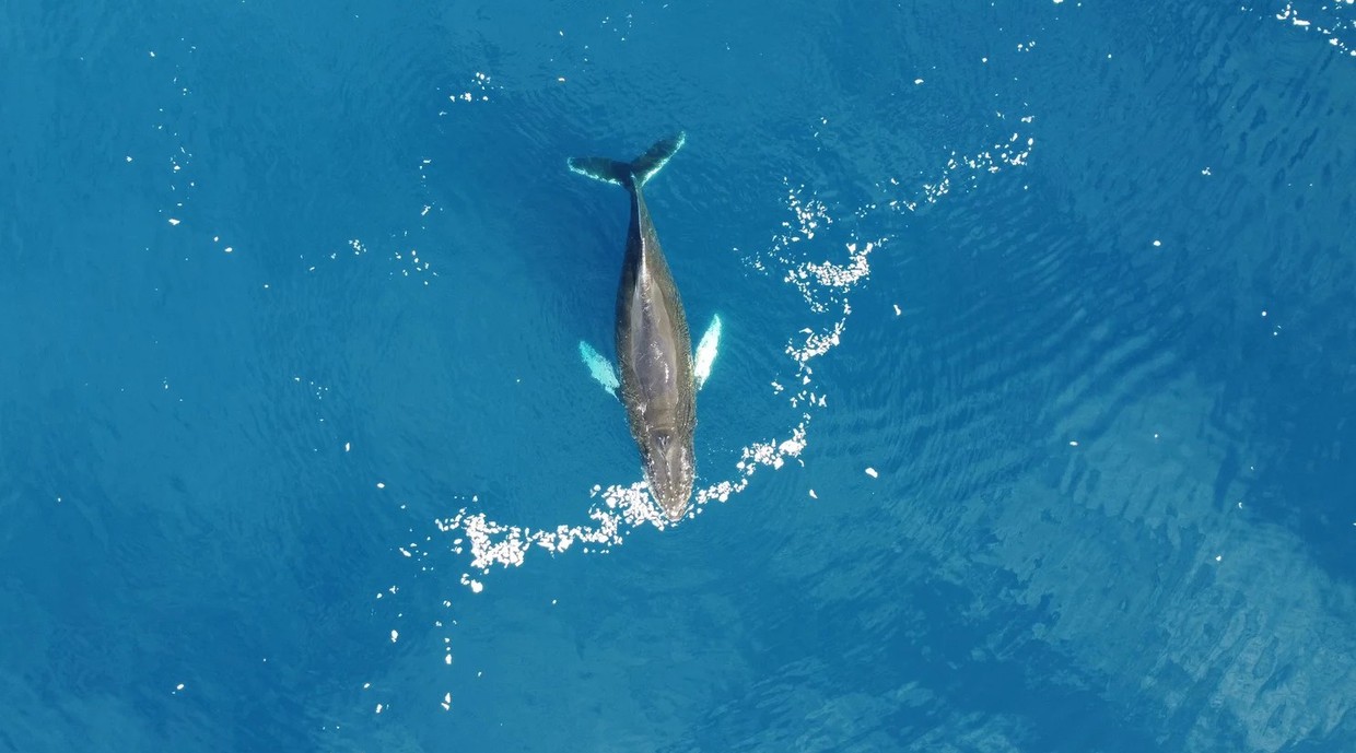 Echoes of the Deep:  A 13-Day Whale & Science Expedition in Antarctica