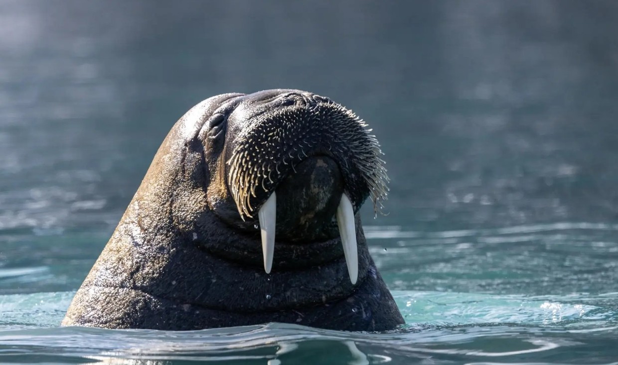 Arctic Cruise in Svalbard, East Greenland & Iceland