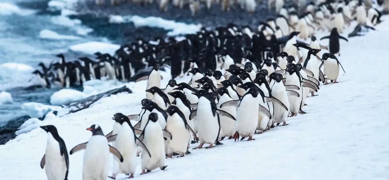 Expedition Antarctica: Weddell Sea – Christmas Cruise