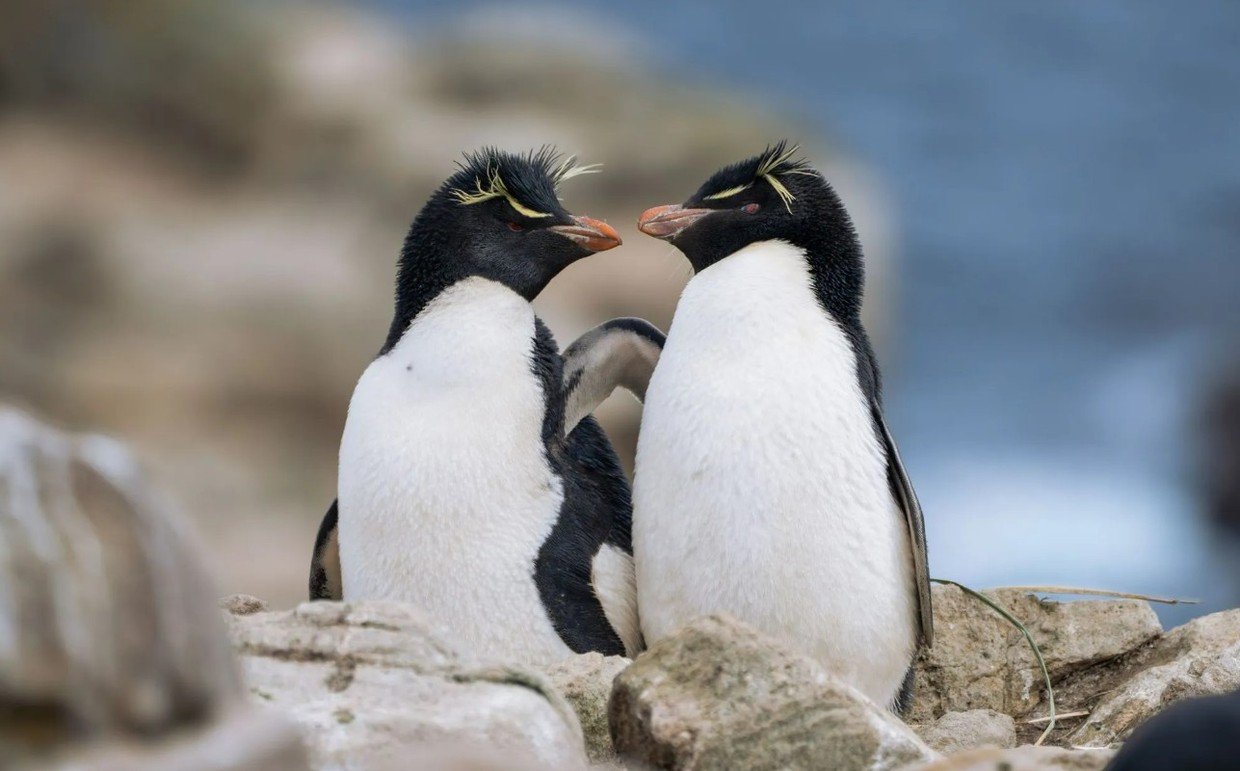Falkland Islands Cruise