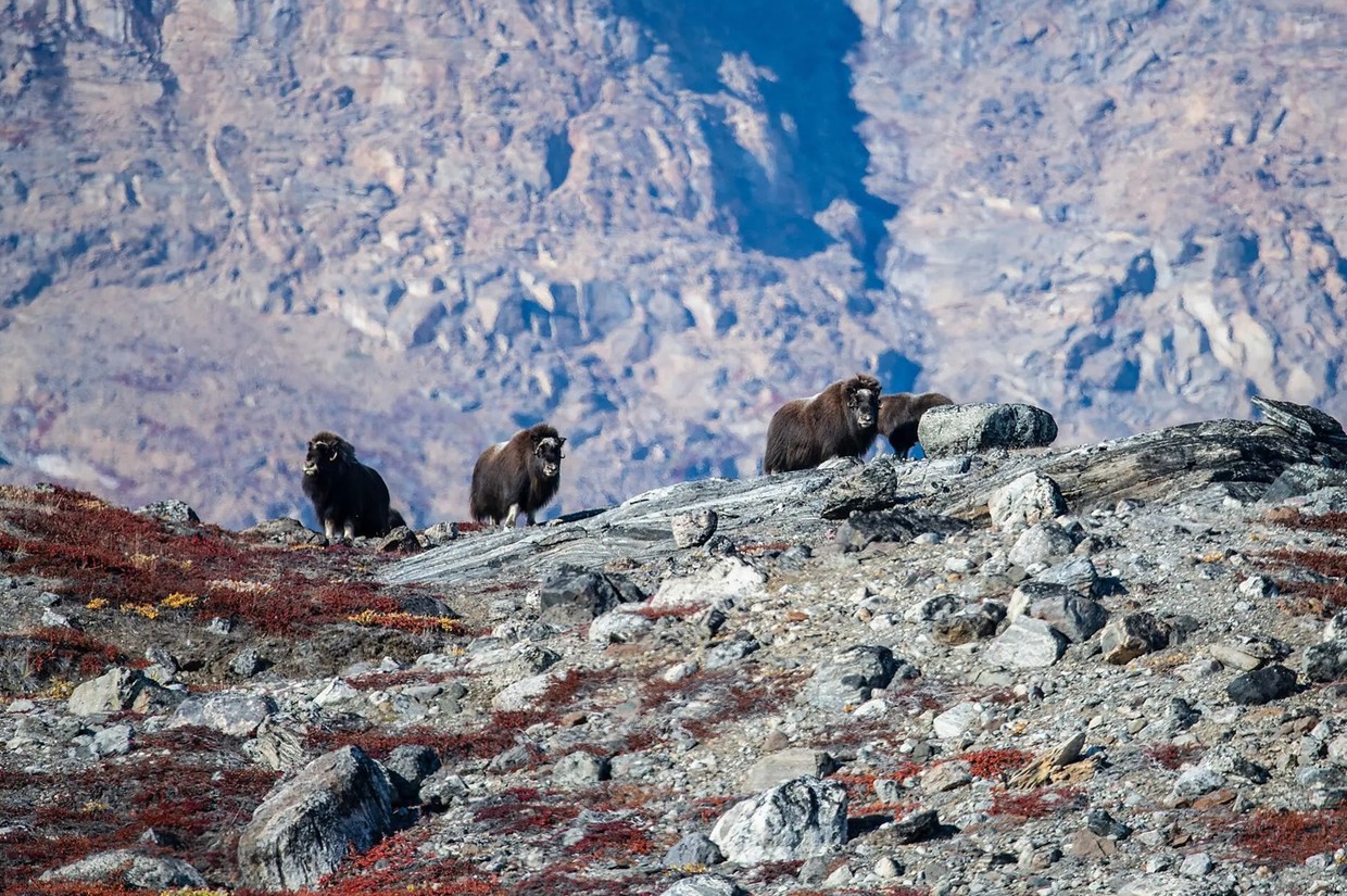 The Geographic North Pole and Exploration of Northern Greenland in Luxury
