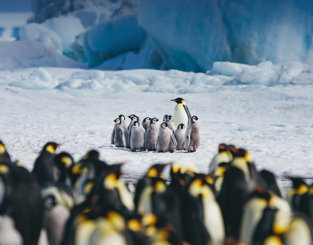 Snow Hill to the Peninsula: Shackleton’s Emperors Small Ship Cruise