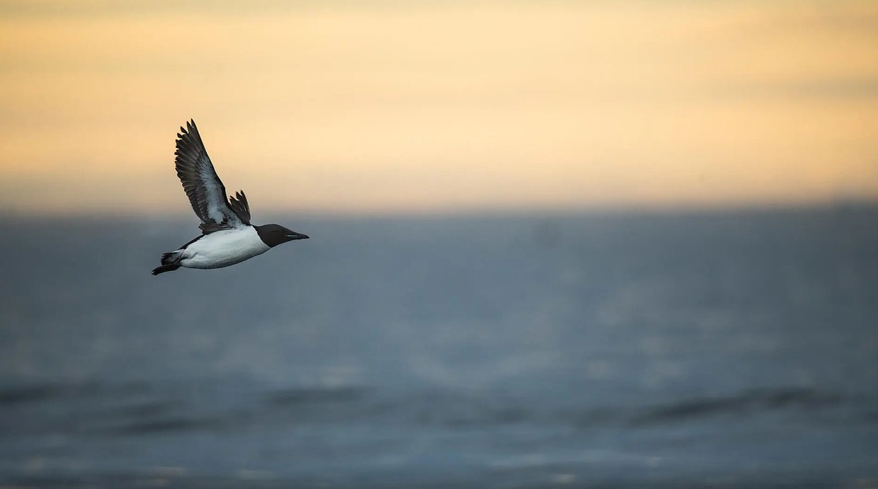 Unexplored Svalbard – Luxury Small Ship Cruise